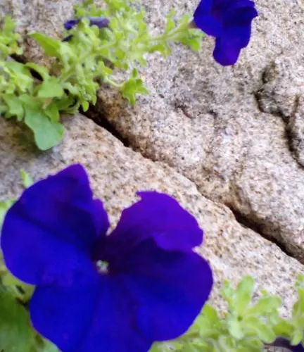 Casa Do Passadico - Alvarenga